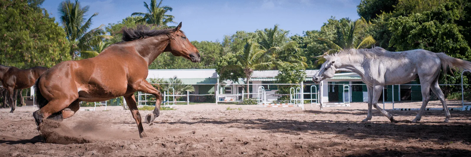 ou faire du cheval à l’île Maurice