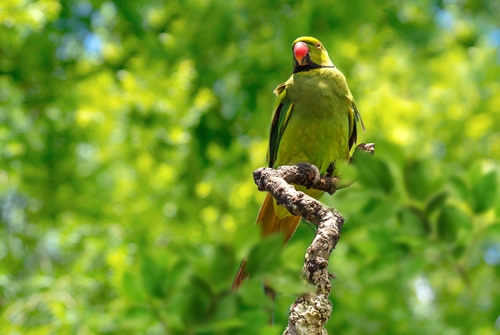 Mauritius's rich biodiversity