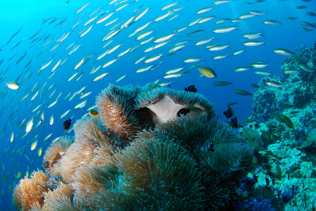ile maurice plongee et snorkeling