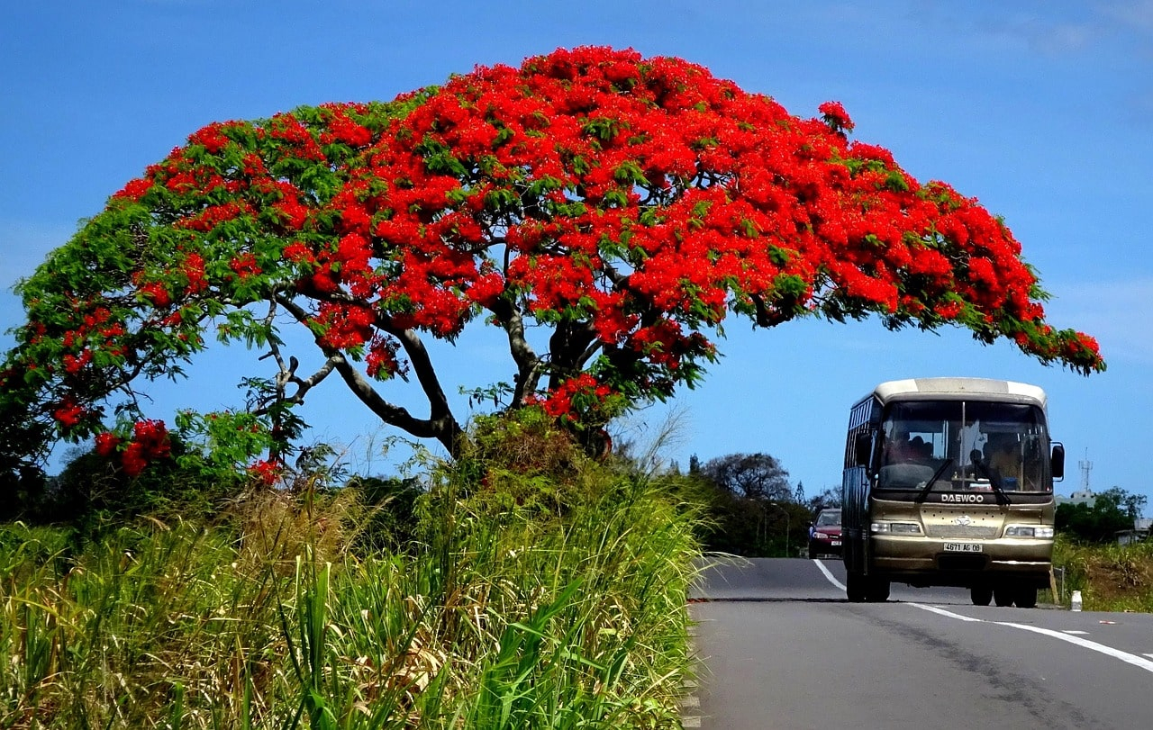 ile maurice flamboyant
