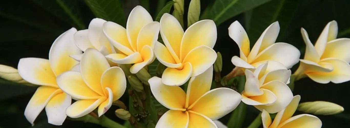 Mauritius's rich biodiversity