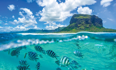 biodiversité faune flore de ile maurice