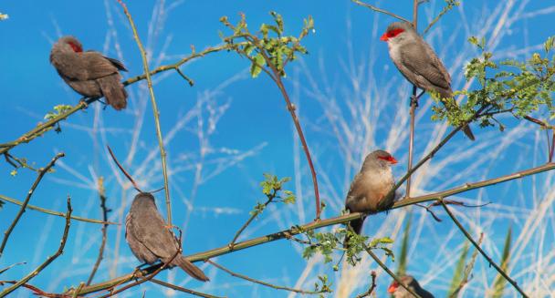 oiseaux ile maurice