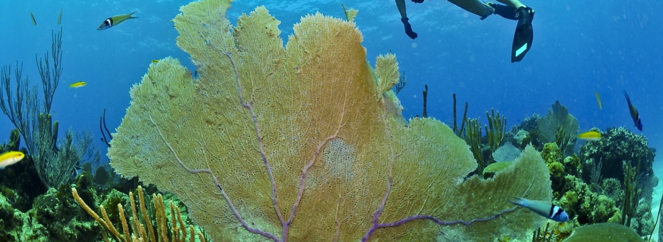 Les meilleurs spots de plongée et de snorkeling de l’île Maurice