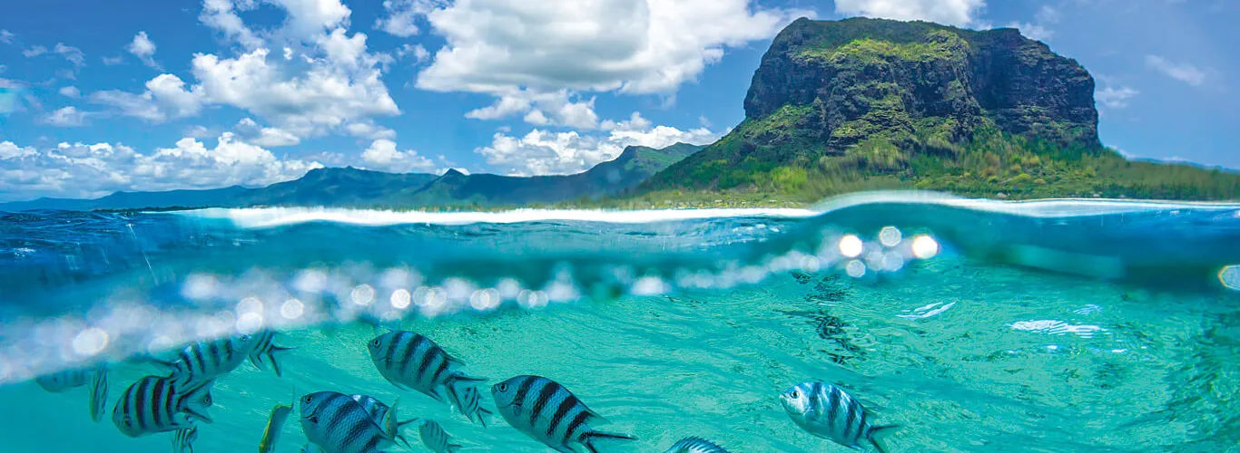 The richness and diversity of the fauna and flora of Mauritius